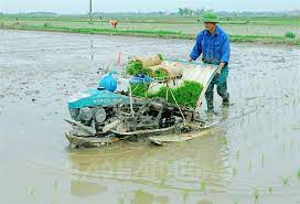 Ninh Giang hỗ trợ nông dân mở rộng quy vùng sản xuất tập trung lúa mùa